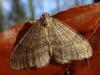 Operophtera sp.